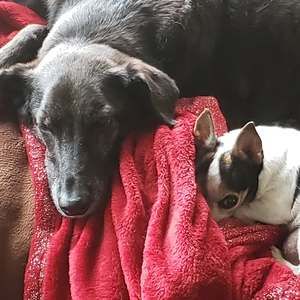 Meet your Posher, Fred